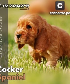 Cocker Spaniel
