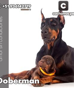 Doberman