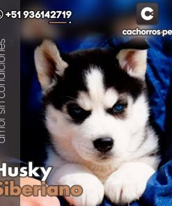 Husky Siberiano