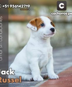 Jack Russel
