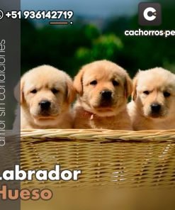 Labrador Hueso