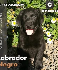 Labrador Negro