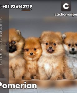 Pomeranian