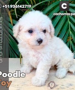 Poodle Toy