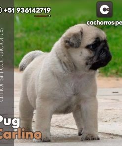 Pug Carlino