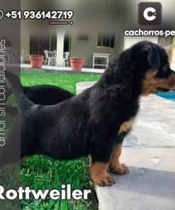 Rottweiler