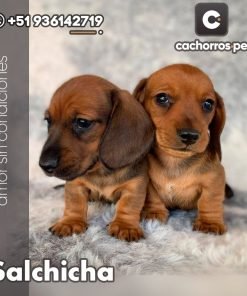Salchicha