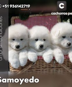 Samoyedo
