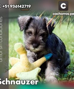 Schnauzer