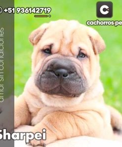Sharpei