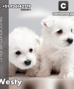 West Highland Terrier (Westy)