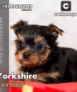 Yorkshire Terrier Toy