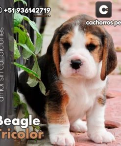 Beagle Tricolor