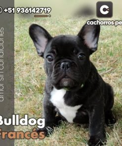 Bulldog Francés