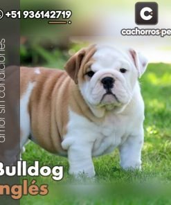 Bulldog Inglés