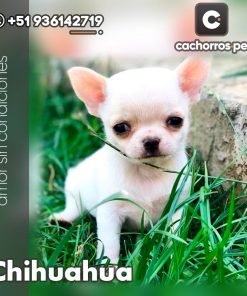Chihuahua