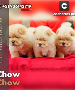 Chow Chow