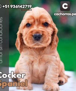 Cocker Spaniel