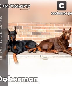 Doberman