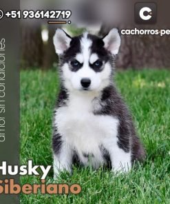 Husky Siberiano