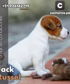 Jack Russel