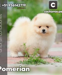 Pomeranian