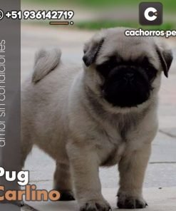 Pug Carlino