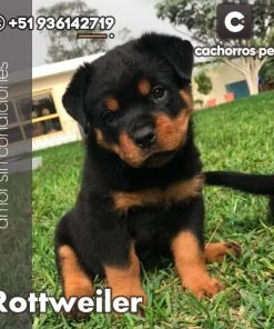 Rottweiler