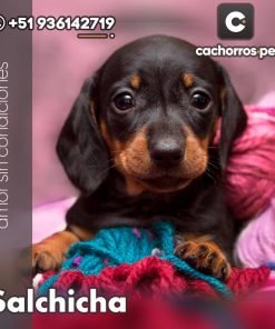 Salchicha