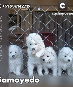 Samoyedo
