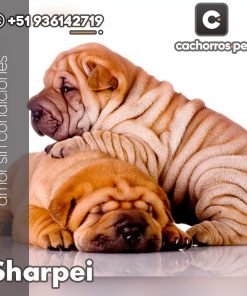 Sharpei