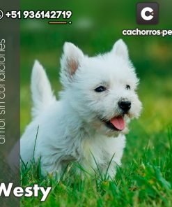 West Highland Terrier (Westy)