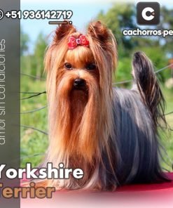 Yorkshire Terrier Toy