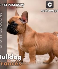 Bulldog Francés