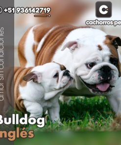 Bulldog Inglés
