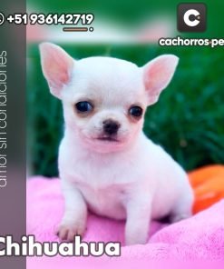 Chihuahua