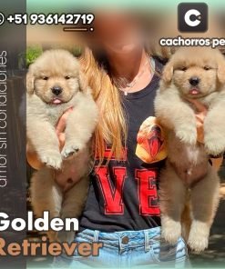 Golden Retriever
