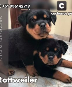 Rottweiler