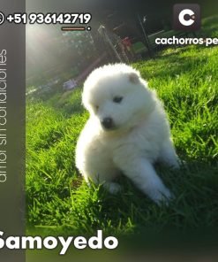 Samoyedo