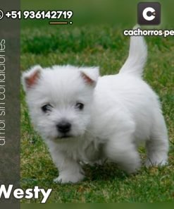 West Highland Terrier (Westy)