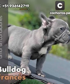 Bulldog Francés