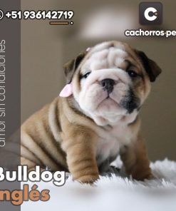 Bulldog Inglés