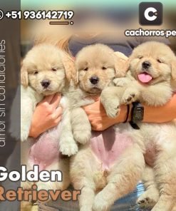 Golden Retriever