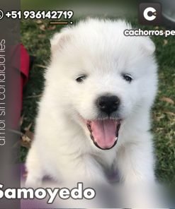 Samoyedo