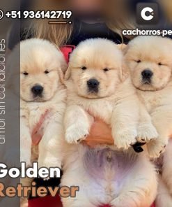 Golden Retriever