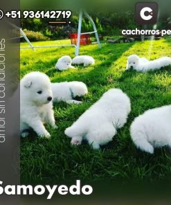 Samoyedo