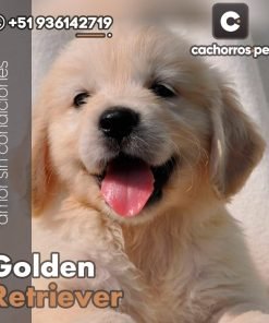 Golden Retriever