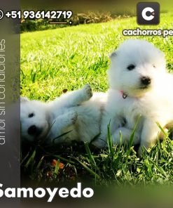 Samoyedo