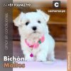 Bichón Maltes