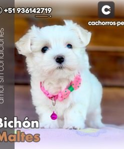 Bichón Maltes